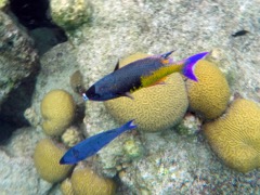 Creole Wrasse (10